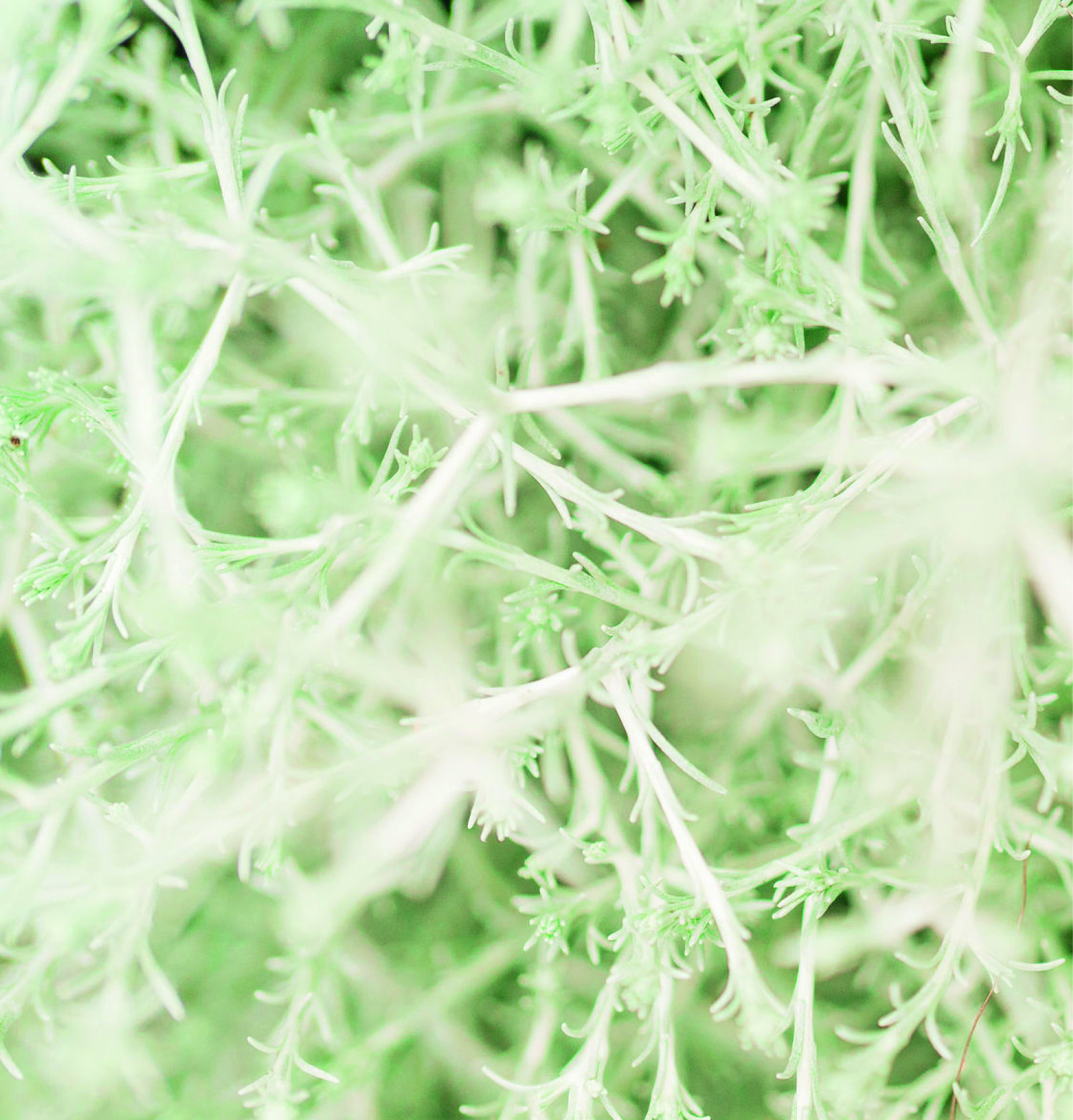 Massages & Therapies