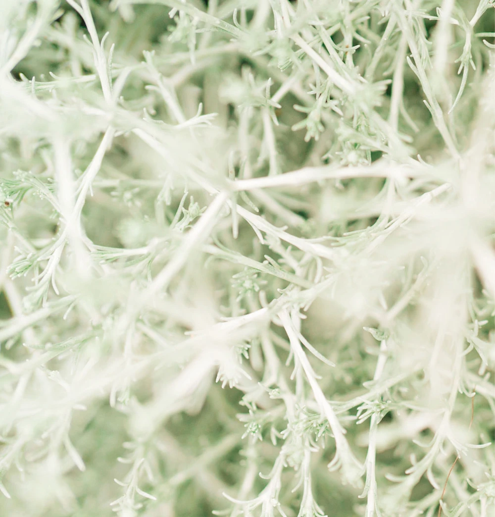 Massages & Therapies