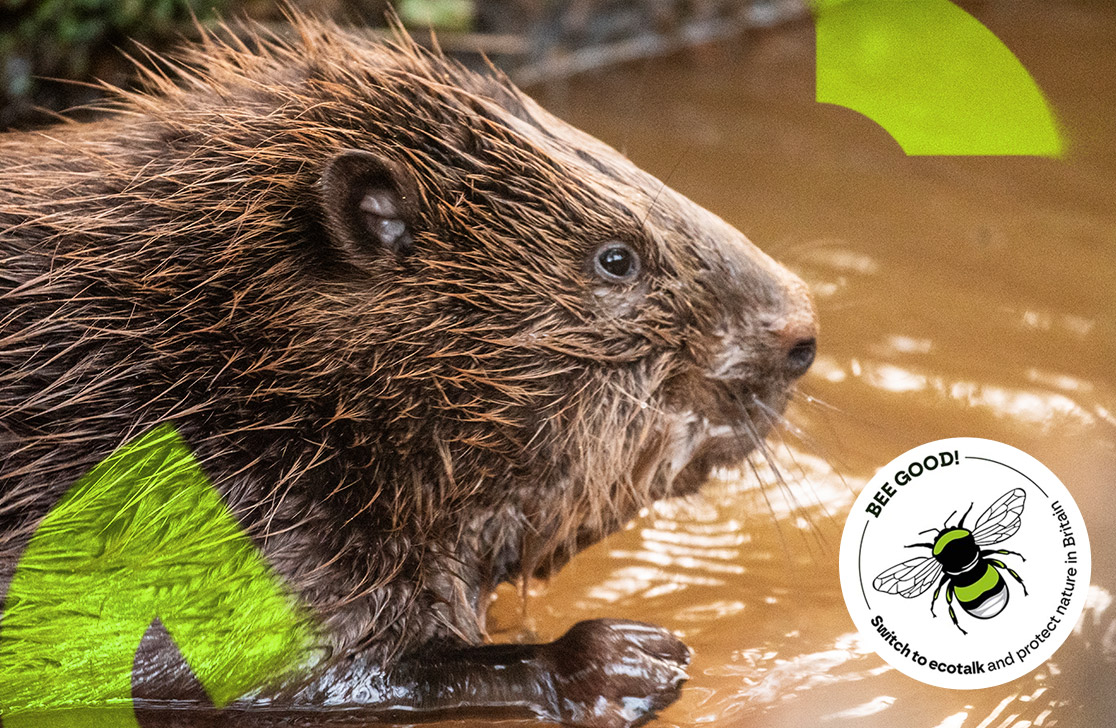 Picture of Ecotalk beaver
