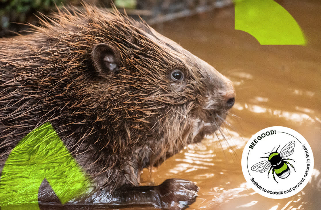 Picture of Ecotalk beaver