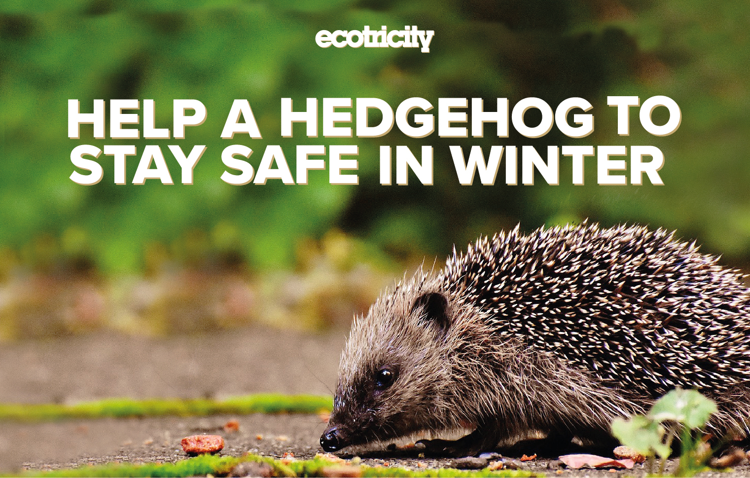 Help a hedgehog to stay safe in winter - Image 1