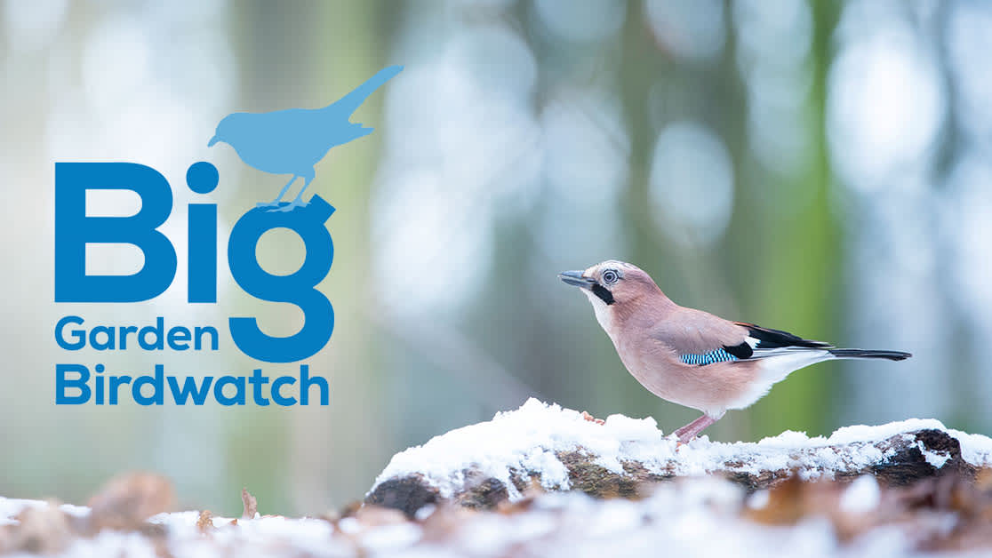 Big garden birdwatch