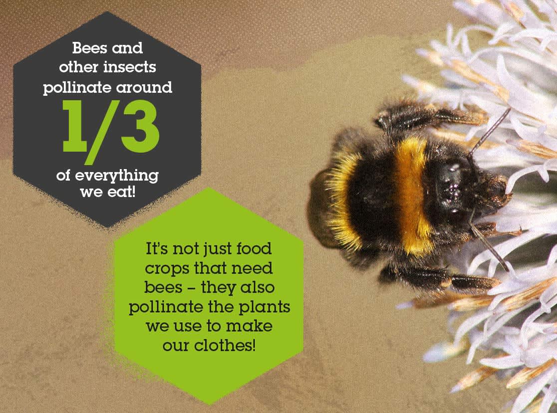 Bee Facts