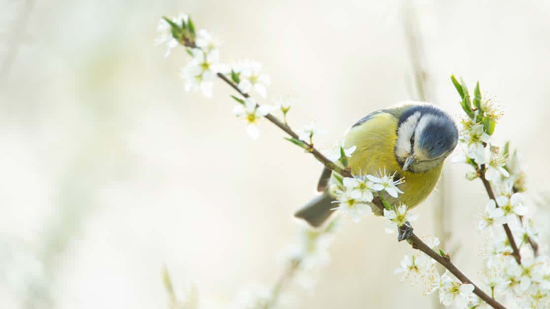 spring tips thumbnail