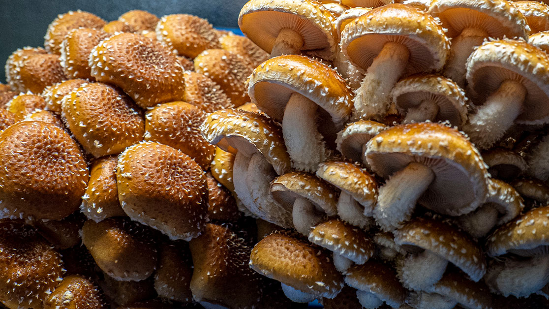 PCN august mushrooms