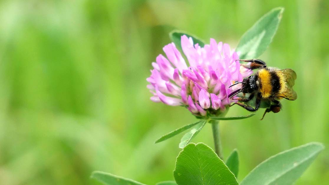 no mow may bee red clover
