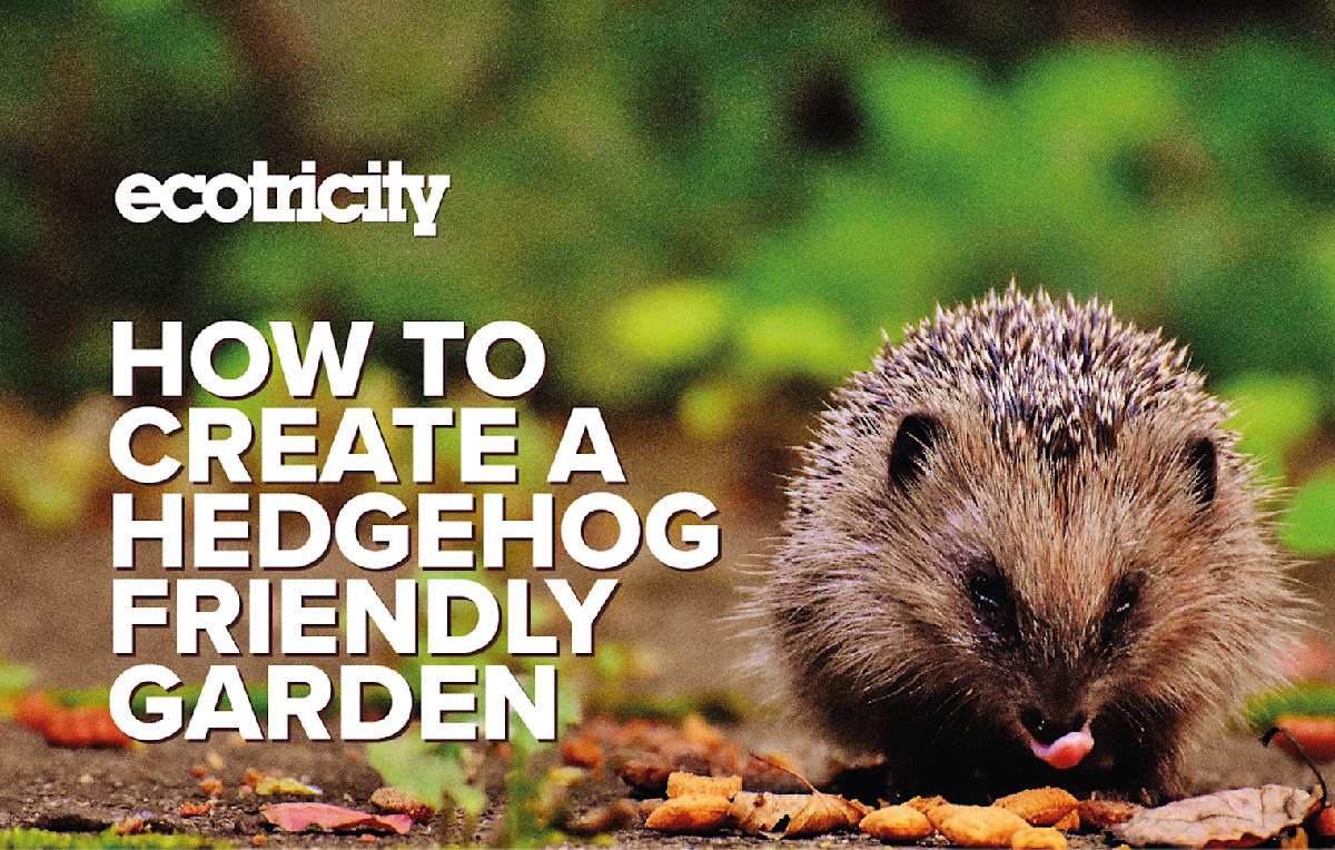 How To Create A Hedgehog Friendly Garden Ecotricity