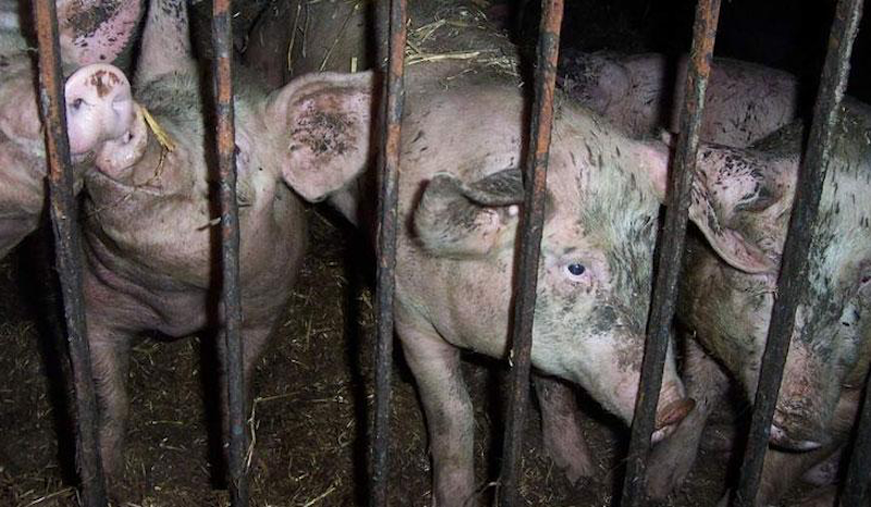 Viva pigfarm