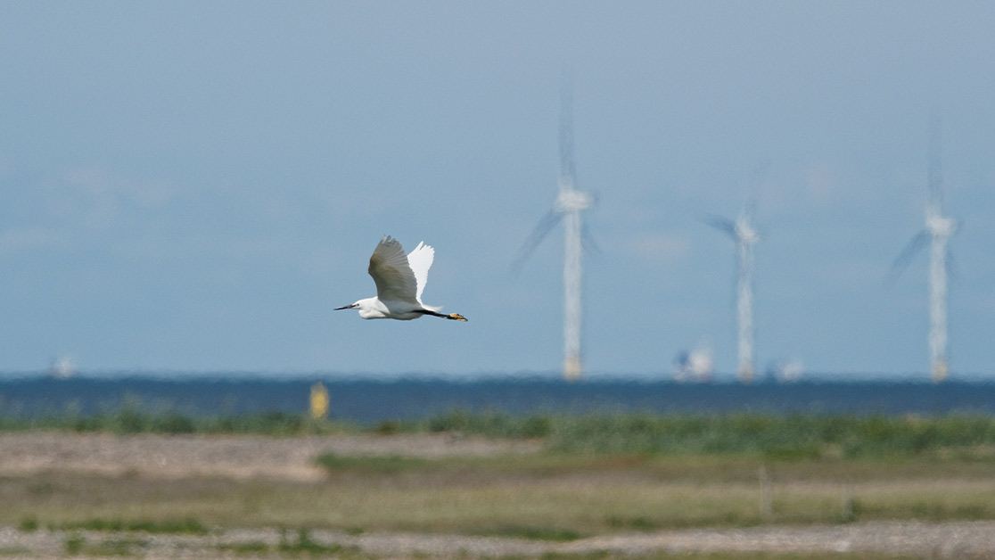 wind birds