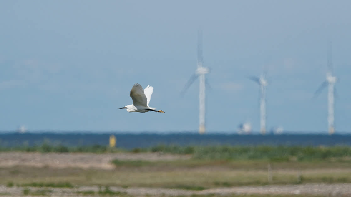 wind birds