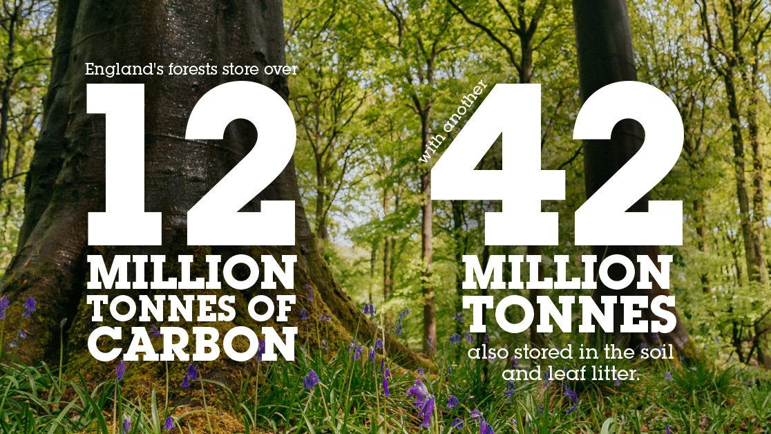 forest facts
