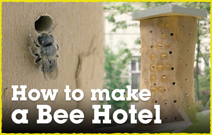 A home for bees - Image 3