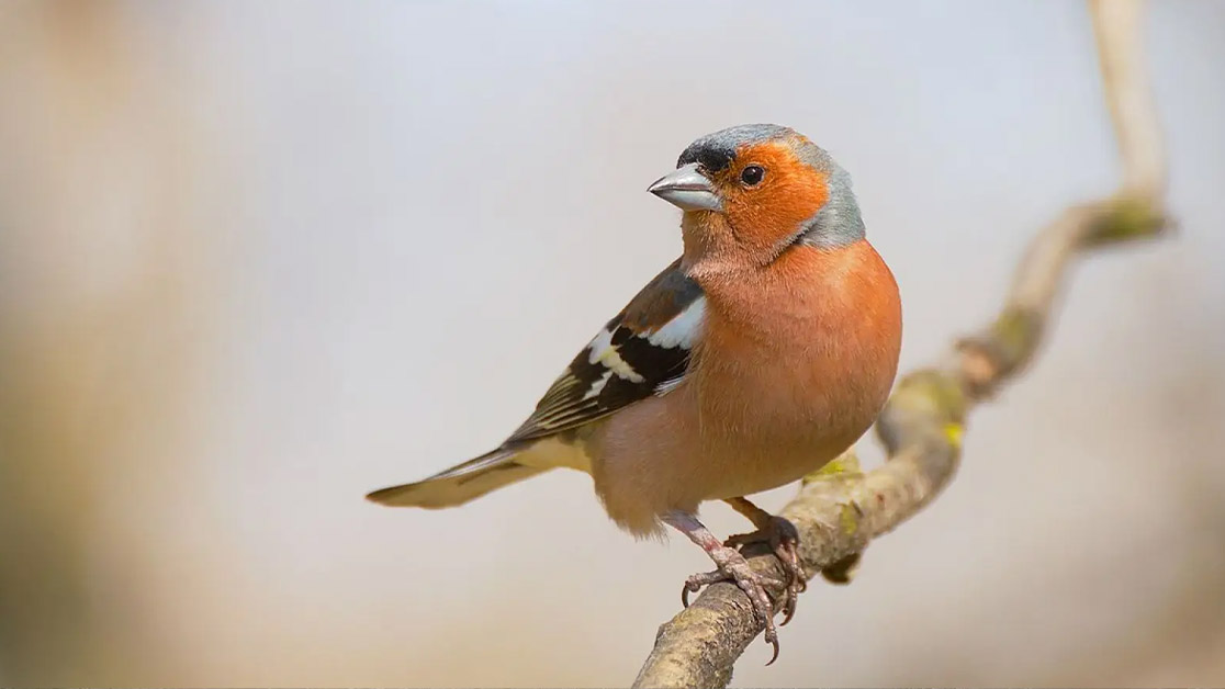 positive Dec pesticide chaffinch