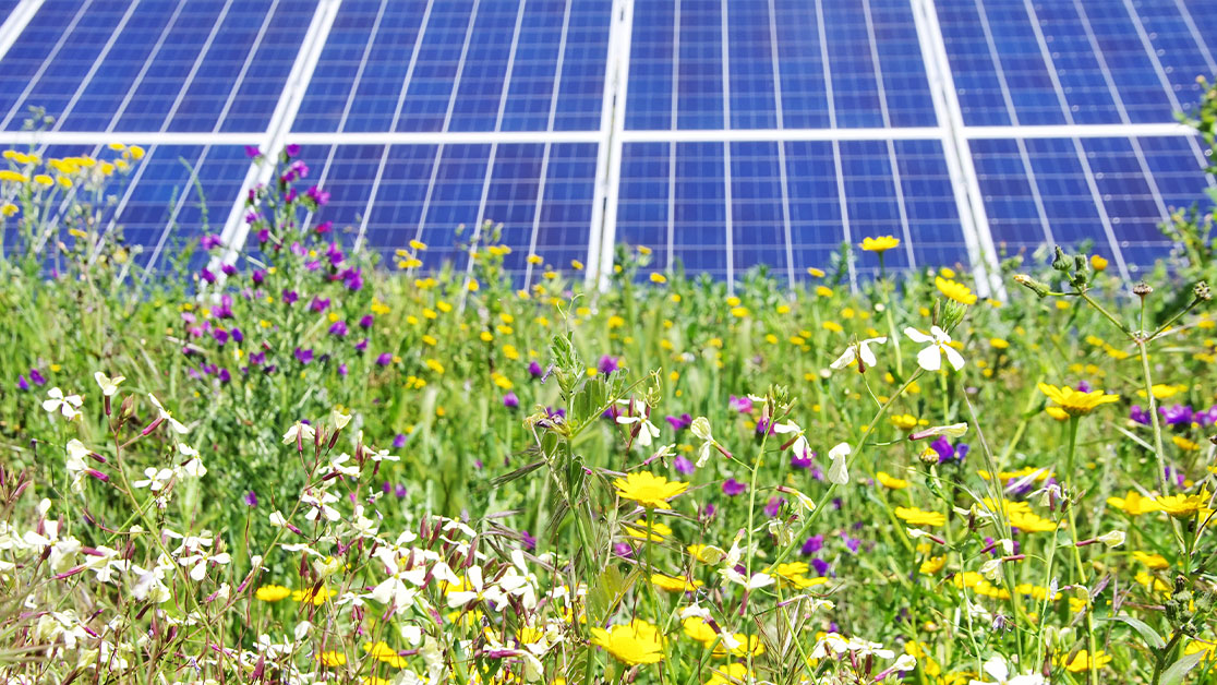 Solar farm biodiversity