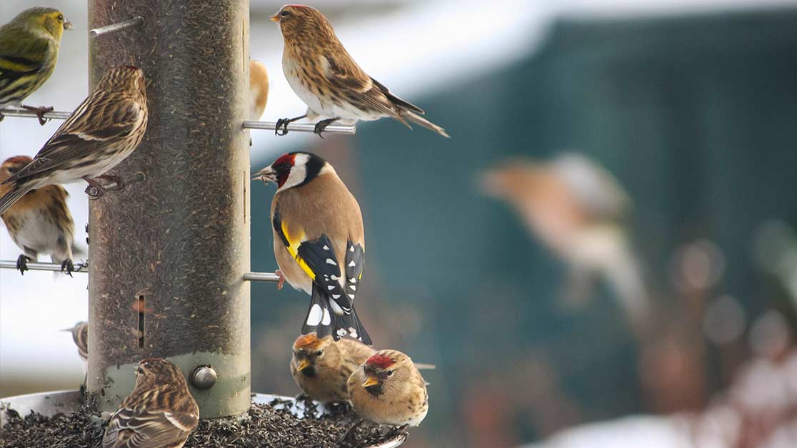 Bird feeder