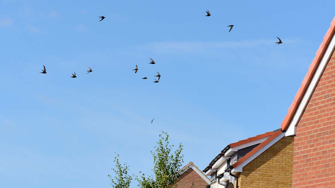 swifts