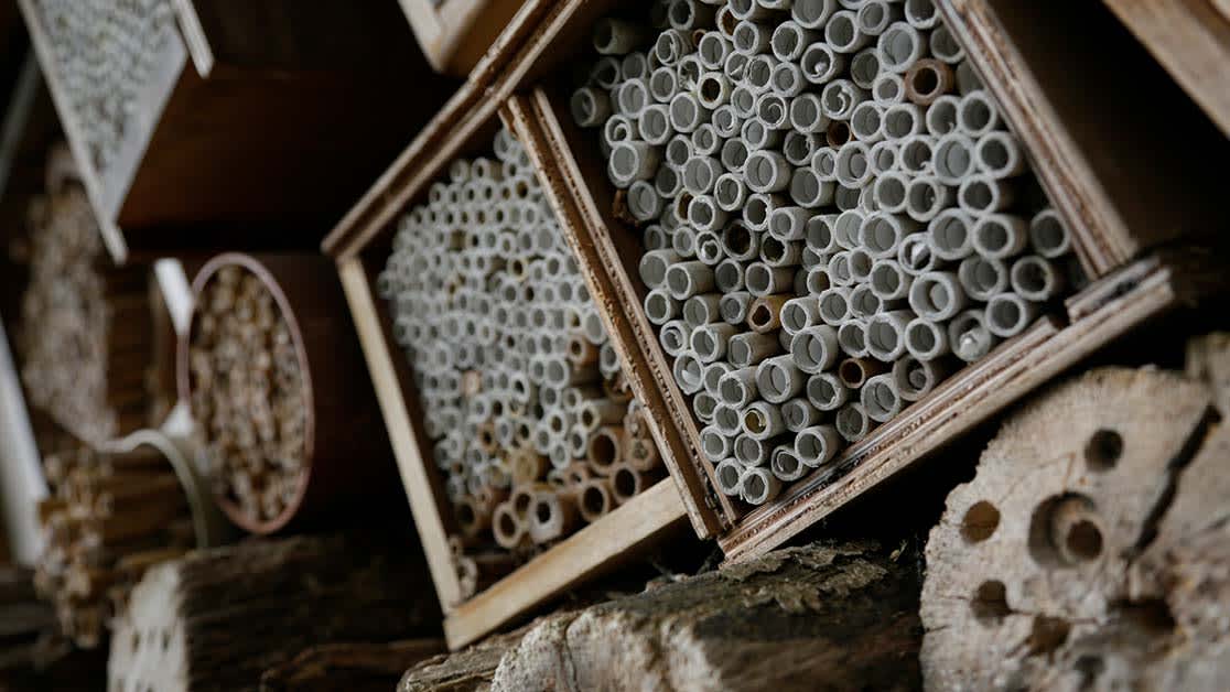 bee hotel