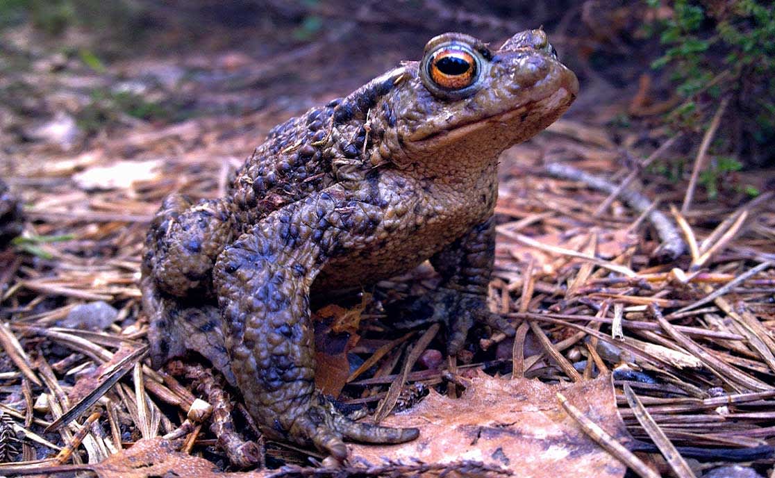 Amphibians