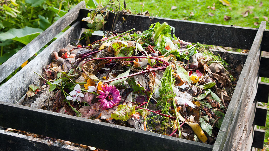 pumpkin compost