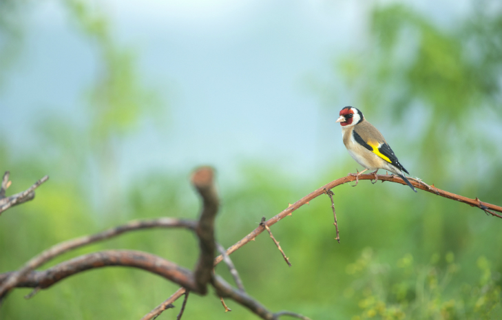Why British birds are under threat and how you can help - Image 5