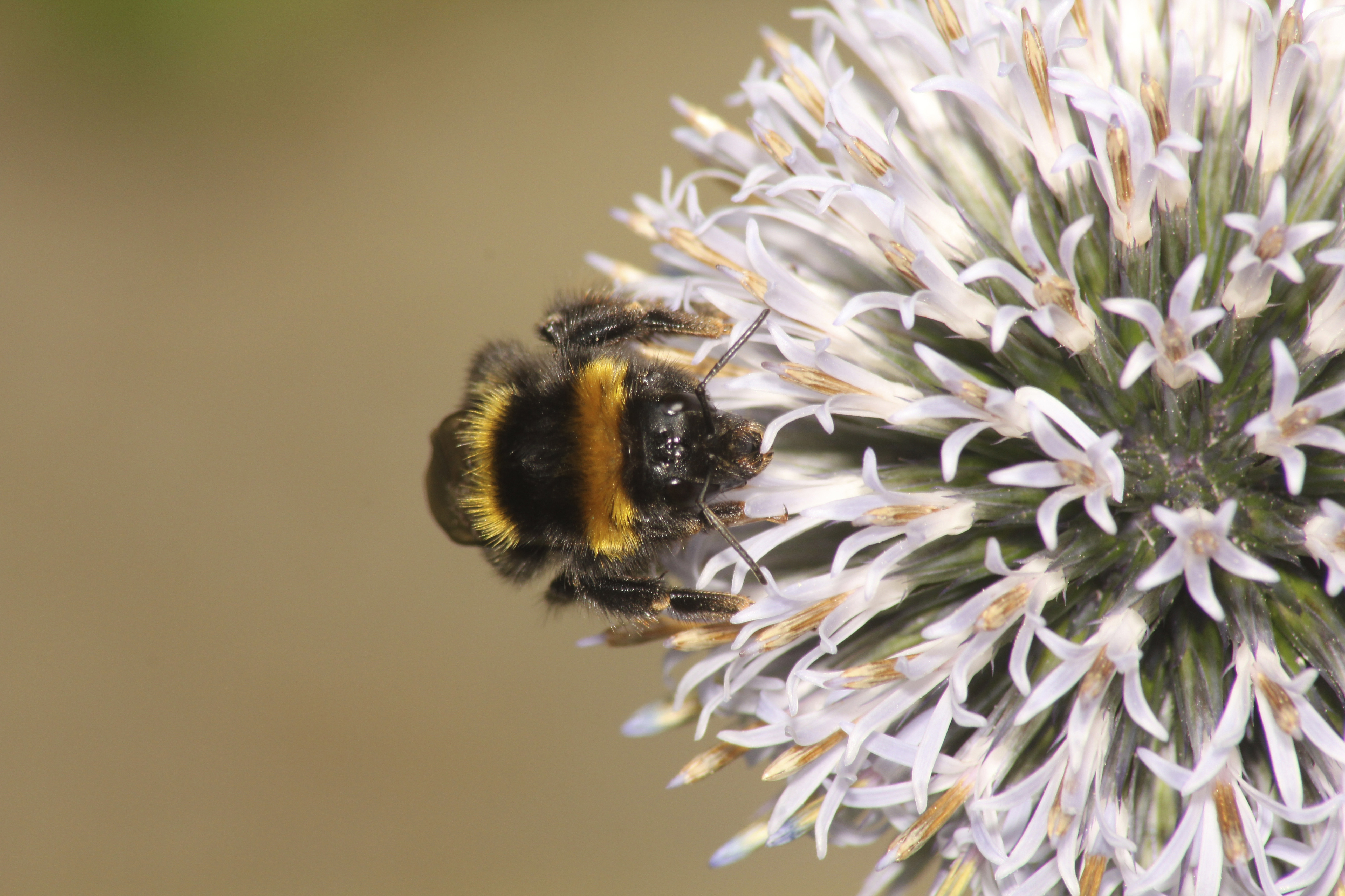 Making space for nature: how to help British wildlife - Image 1