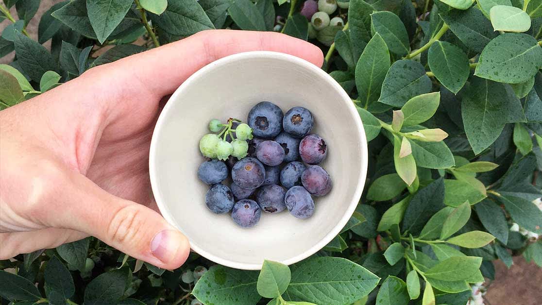 tiny garden berries