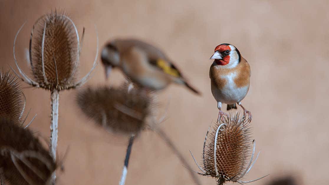 Tidy nature