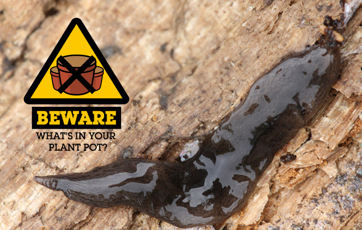 Beware what’s in your plant pot | Ecotricity