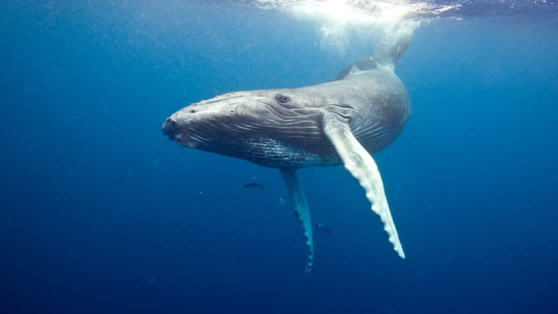 positive Nov humpback