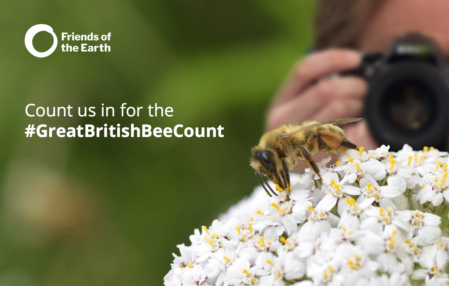 Grow weeds to help bees! - Image 3