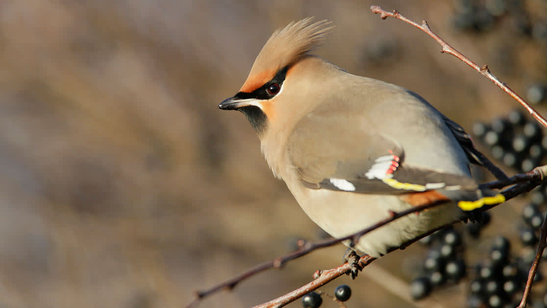 waxwing feeding hedgerow