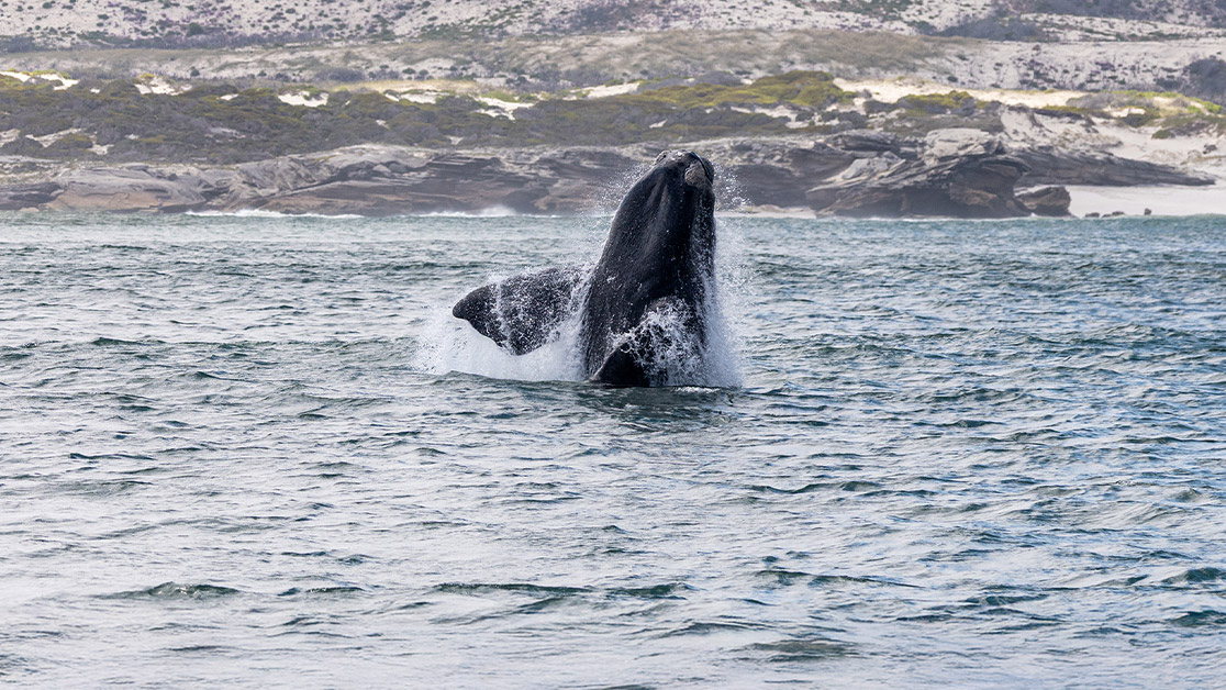 positive right whale Calves