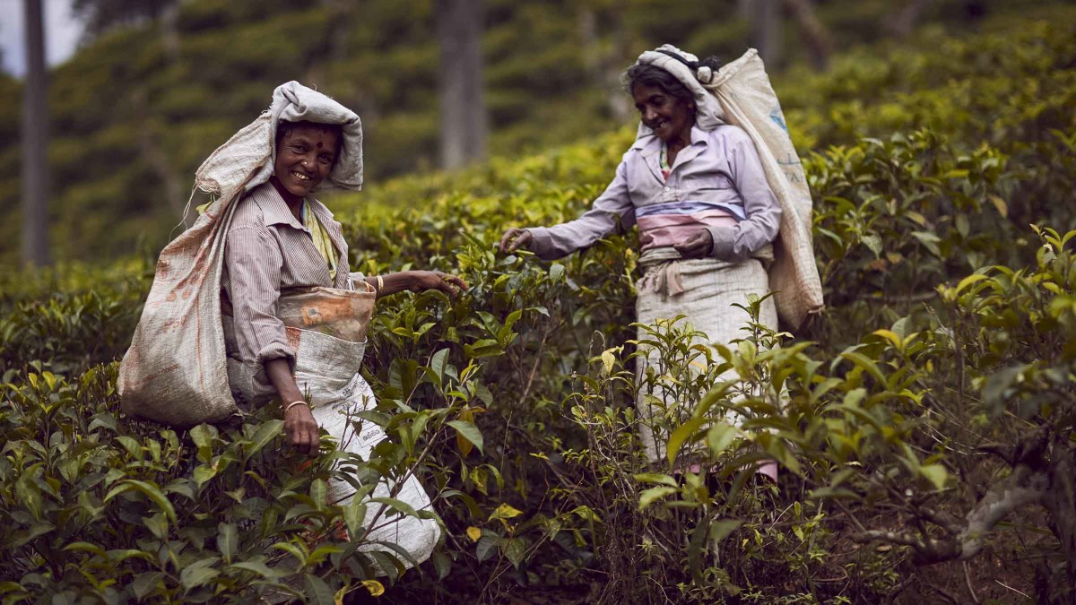Raccoglitrici di tè nelle piantagioni dell’antica Ceylon