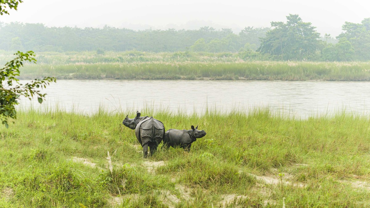 Parco Naturale di Chitwan