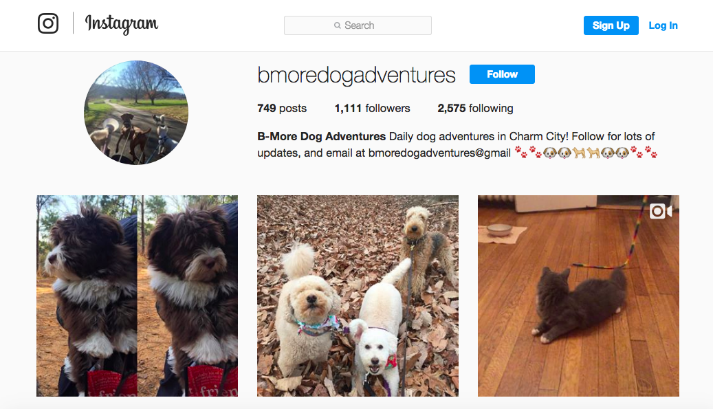 IG-bmoredogadventures-social-media Administrador de redes sociales bmoredogadventures