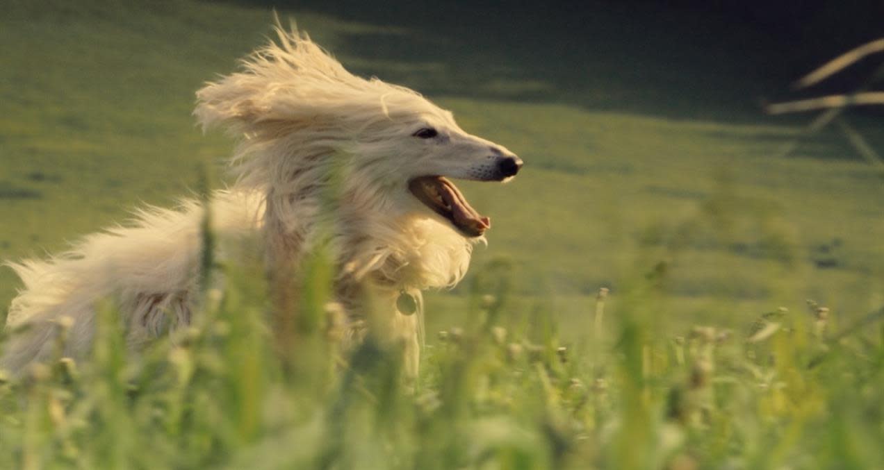 Image of a small dog running through a field from The Farmer's Dog 2025 campaign 