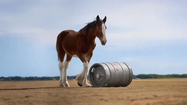 Budweiser first delivery foal rolling a keg