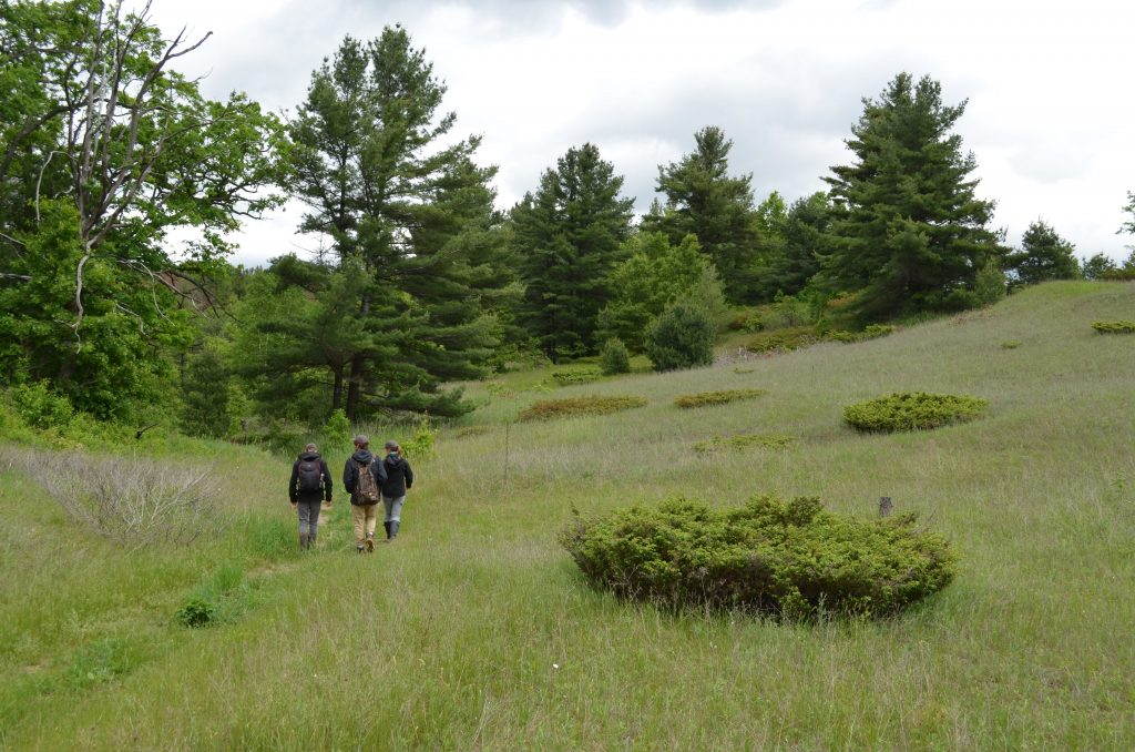 Three people walking in a grassy environment