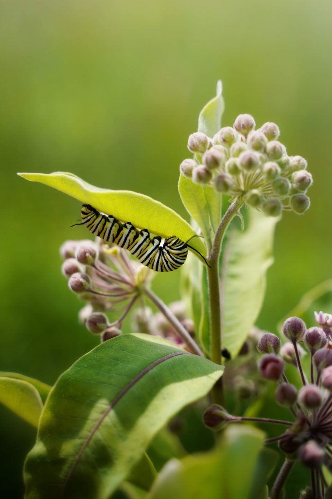 Closeup of a caterpillar upside down on a leaf of a plant