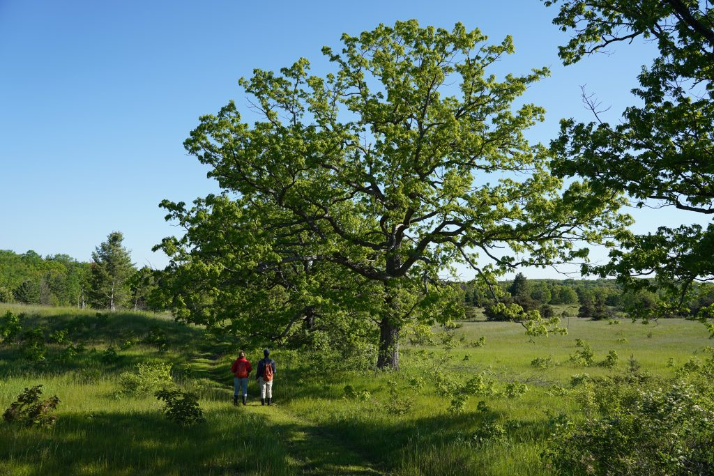 Two people under large tree