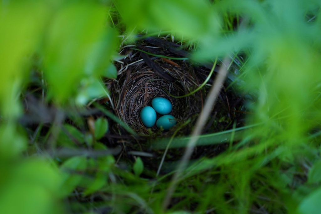 Three blue eggs in a nest surrounded by greenery 