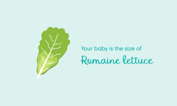 baby size of romaine lettuce week 36