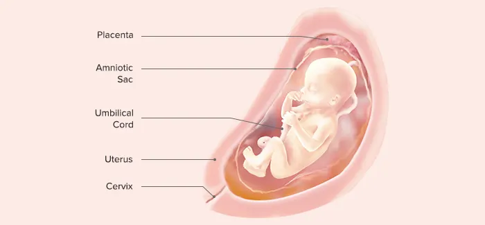 22 weeks pregnancy guide by Pampers PH