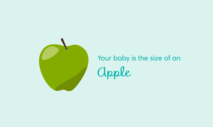 baby size of apple week 16