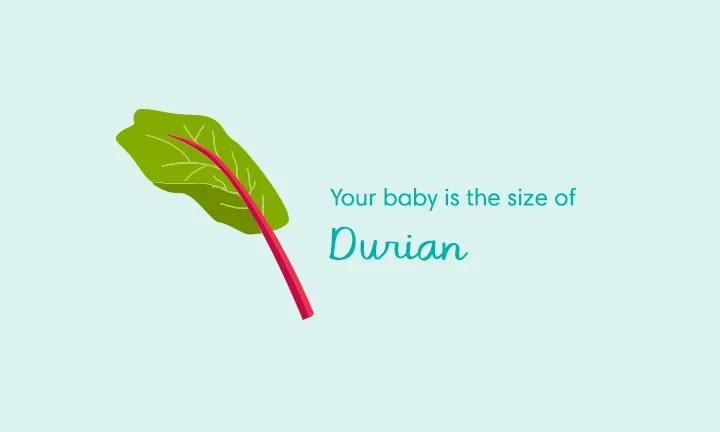 baby size of rhubarb week 38