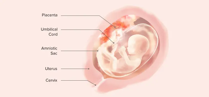 16 weeks pregnancy guide by Pampers PH