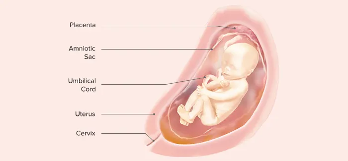 23 weeks pregnancy guide by Pampers PH