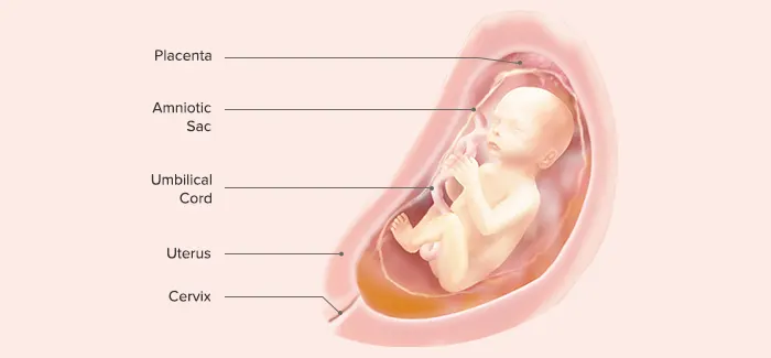 24 weeks pregnancy guide by Pampers PH
