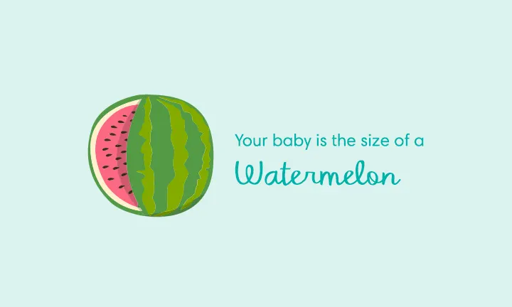 baby size of watermelon week 39