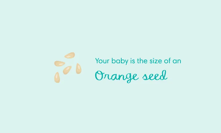 baby size of orange seed week 5